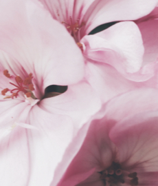 Quand l’art voit la vie en rose (partie II)