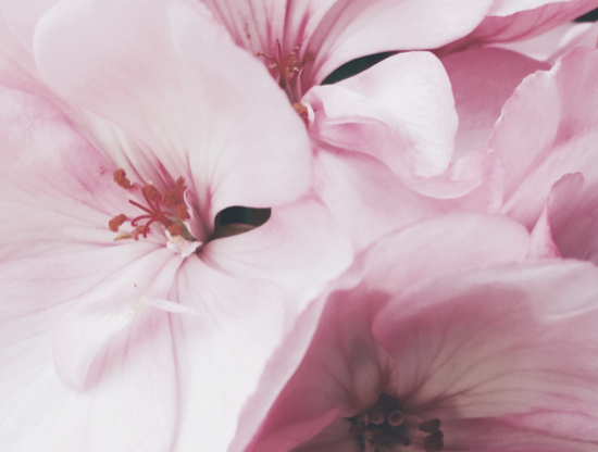 Quand l’art voit la vie en rose (partie II)