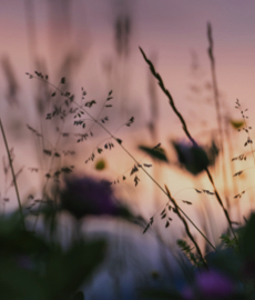 Amour d'été
