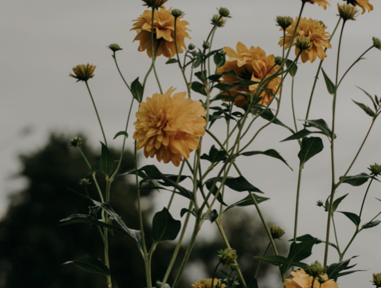 L'amour de soi selon Montaigne